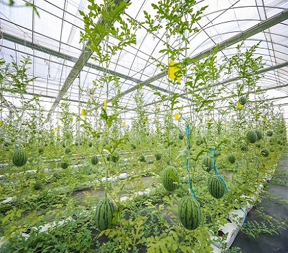 無土栽培之水培蔬菜的栽培管理要點！
