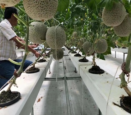 如何無土栽培蔬菜？哪些蔬菜適合無土栽培？無土蔬菜栽培技術(shù)要點