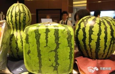 水果種植騙局！農民朋友要當心了！
