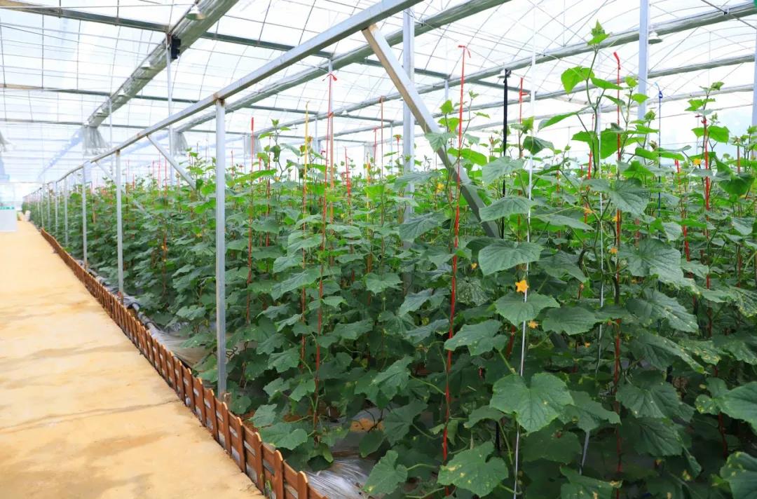 金海湖新區(qū)，智能溫室大棚采用華勝物聯(lián)網(wǎng)水肥一體化設(shè)備實現(xiàn)智能化灌溉